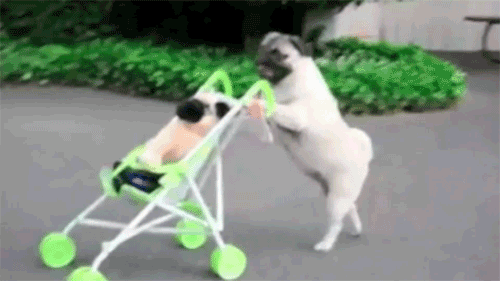 GIF-Pug-pushing-a-pug-toy-in-a-stroller.-What