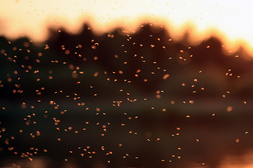 sunset midges