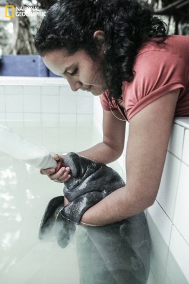 Orphan amazonian manatee