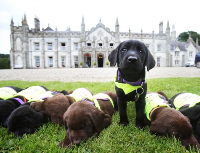 . 8 week old Labrador puppie