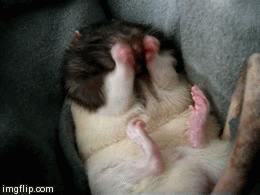 How I feel now that the pollen-season(hayfever) has kicked in - Imgur