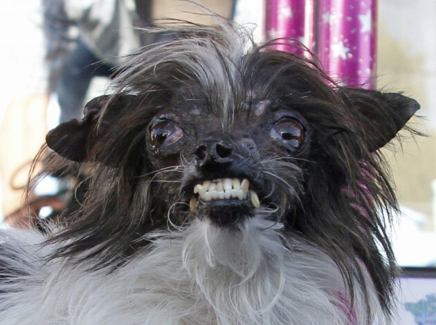 Meet Peanut Officially The Ugliest Dog In The World The Daily Edge