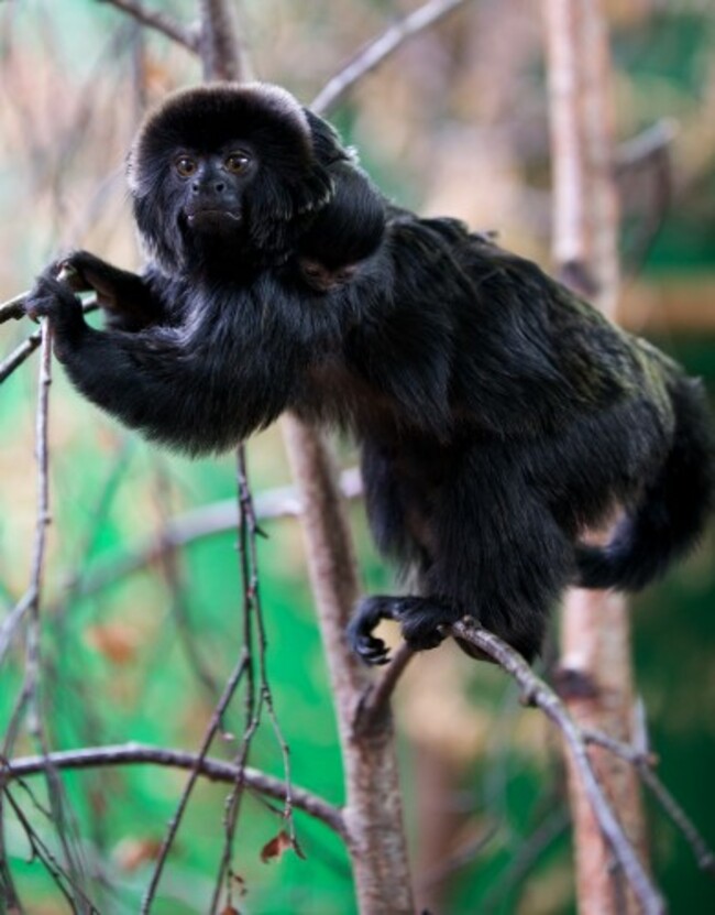 Dublin Zoo Goeldis Monkey 2