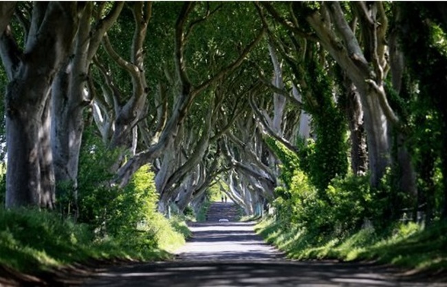 dark hedges AP Photo Peter Morrison
