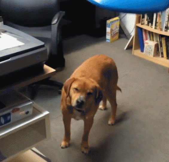 Dog Fails Miserably At Catching Even A Single Frisbee The Daily Edge
