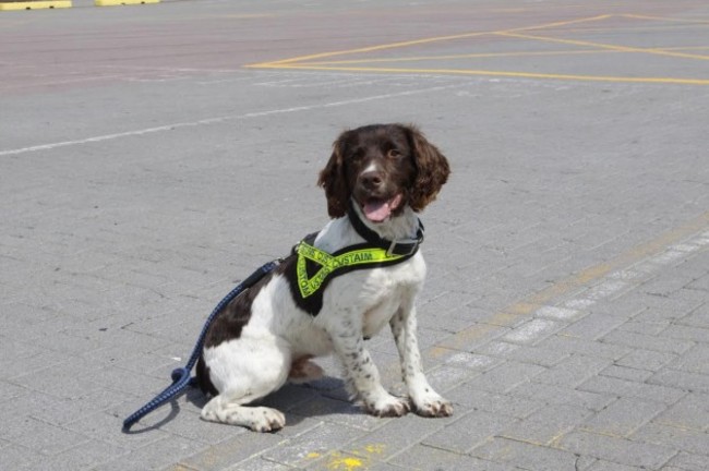 Raph the custom's drug dog with his handler Denny Lawlor for David Medclaf