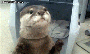 An otter and a vending machine - Imgur