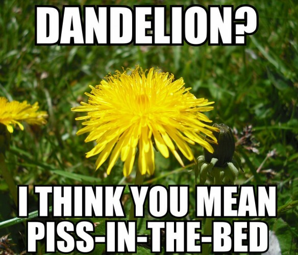 dandelions