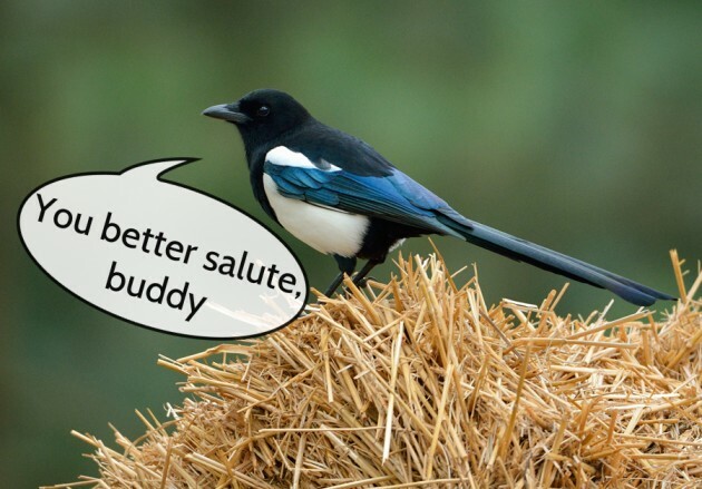 magpie