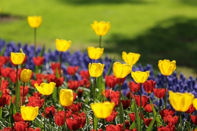 Lisse, keukenhof, tuilip, Holland