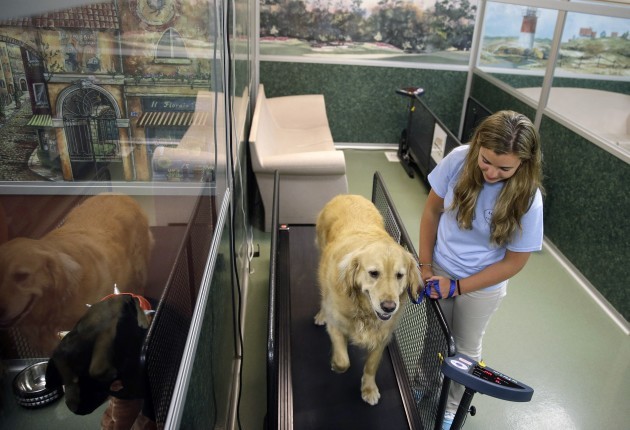 Fat Camps In The States Are Offering Pudgy Pets Pawlates To Lose