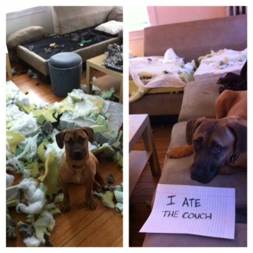 dogs-who-are-shamelessly-proud-of-what-they-just-did-29