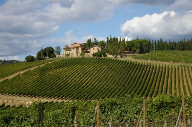 Vineyard in Tuscany