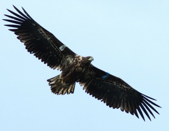 White Tailed Eagles 11
