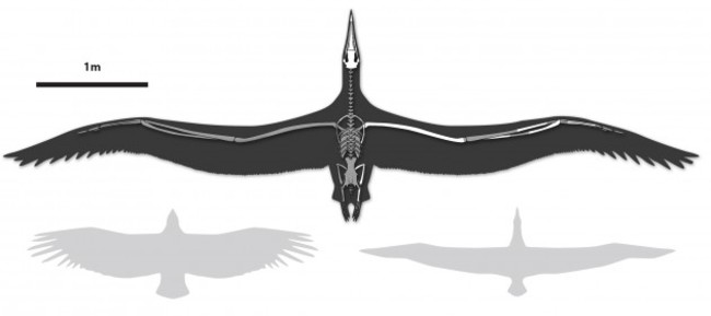 Huge Wingspan