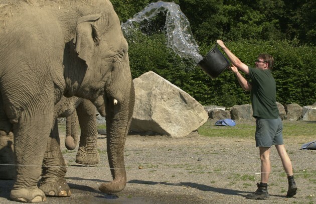 Elephant keeper Ken Mackey & Judy the Indian Elephant