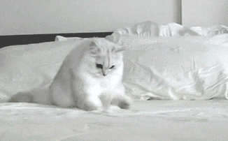 cat-gif-going-crazy-bed-feeling-1360793737