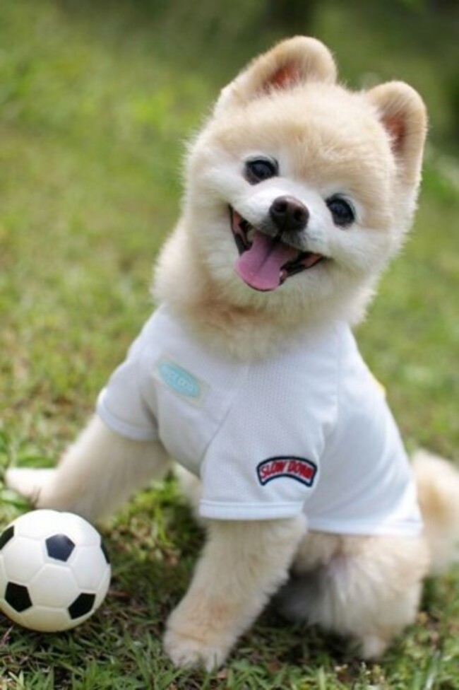 soccerdog