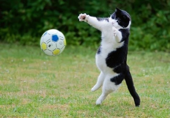 l-Soccer-cat