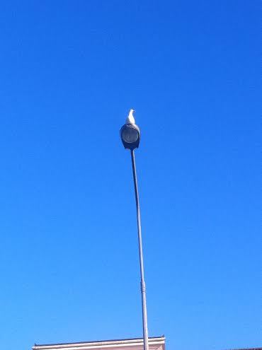 johnathan seagull