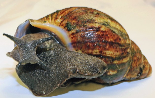 Giant Snails Seized
