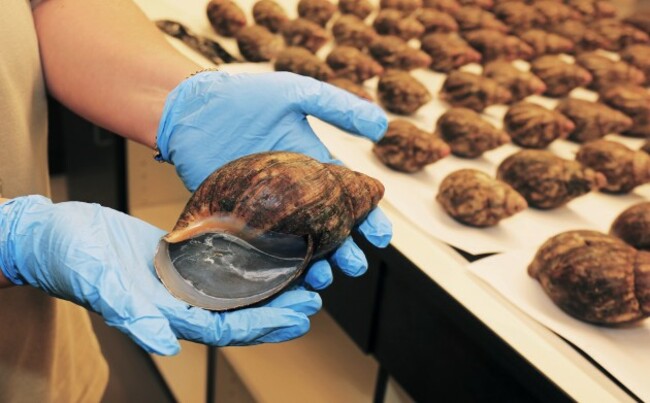 Giant Snails Seized