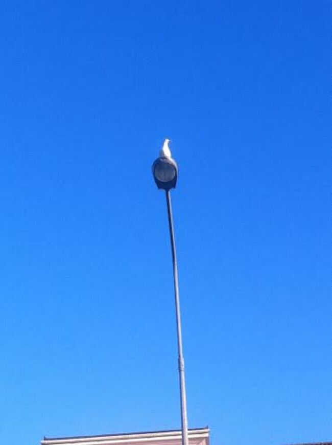 johnathan seagull