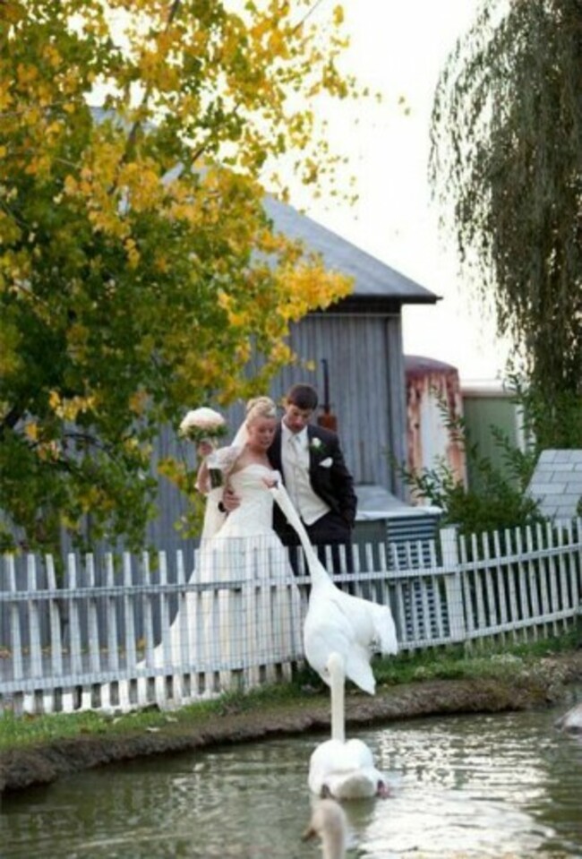 swanwedding