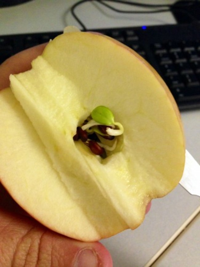 I cut and apple in half this morning and found the seeds had started sprouting inside the apple. - Imgur