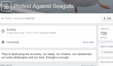 seagullsfb