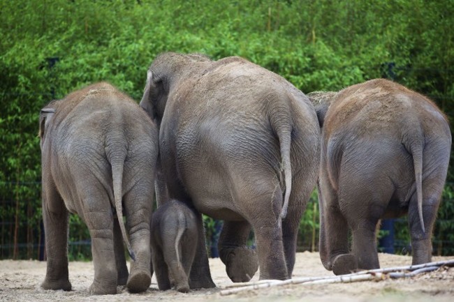 Elephant Calf at DublinZoo 012