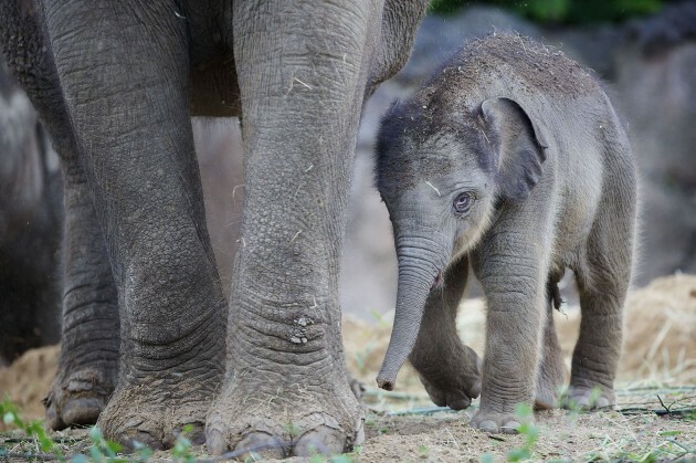 Awww... check out the new baby elephant at Dublin Zoo · TheJournal.ie