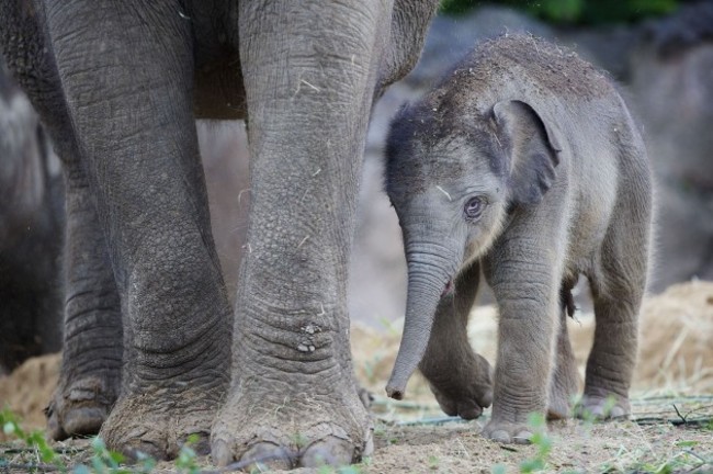 Elephant Calf at DublinZoo 017