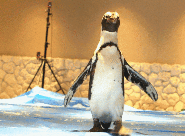 penguin gif four