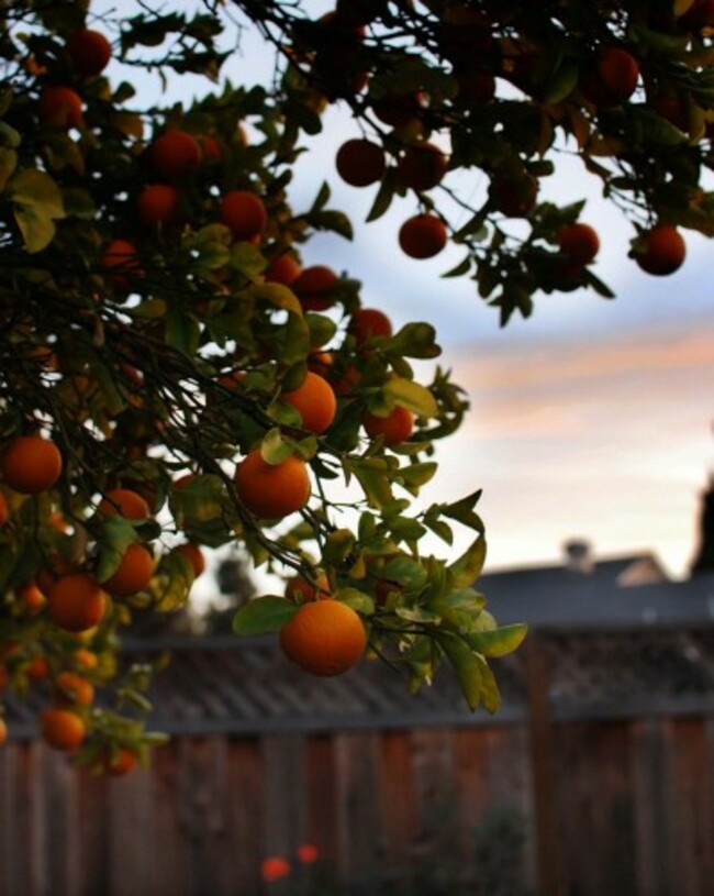 healthy orange tree