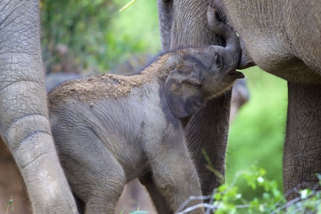 Elephant Calf at DublinZoo 003 (1)