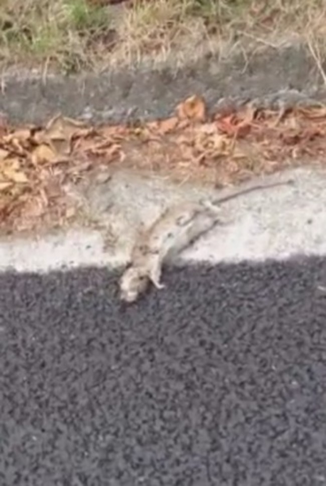 rat
