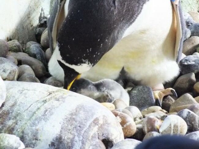 penguin chick 1