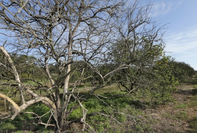 Citrus Greening Emergency