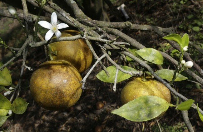 Citrus Greening Emergency