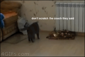 15 Animal Gifs That Are Bound To Make You Smile Every Time