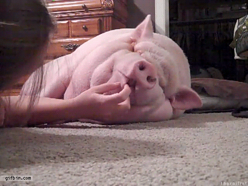 The Most Aww-Inspiring Cute Animals In GIFs