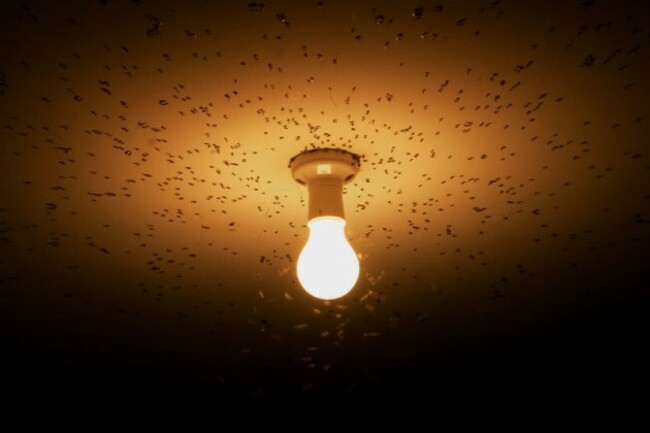 flies_attracted_to_light