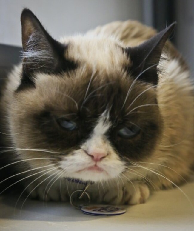 Grumpy Cat