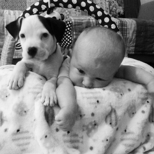 Tiny Baby And Her Cuddly Puppy Pal Are Almost Too Cute The Daily Edge