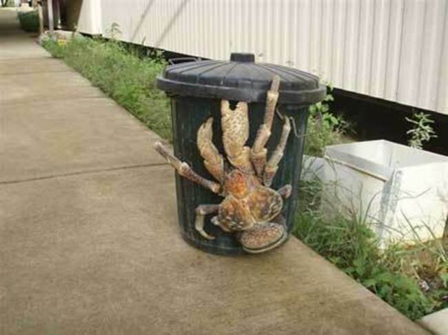 coconut-crab