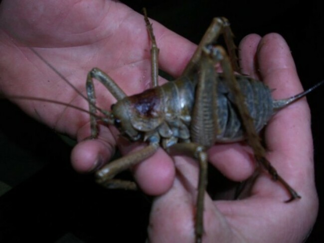 Little_Barrier_Island_giant_weta-little_barrier_2011-2