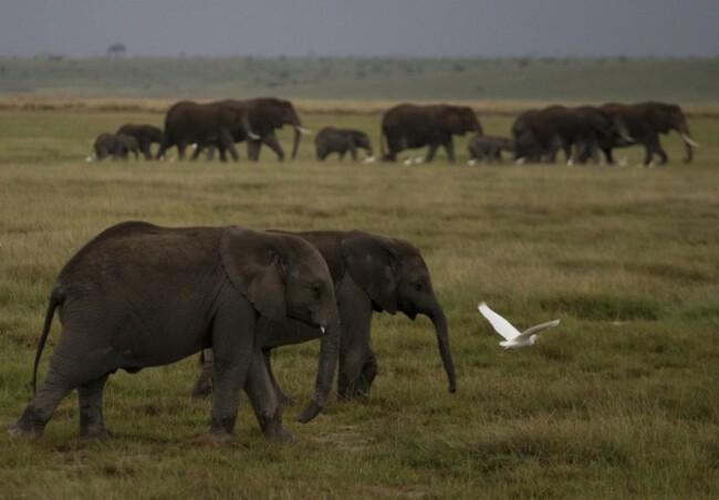 Kenya Wildlife