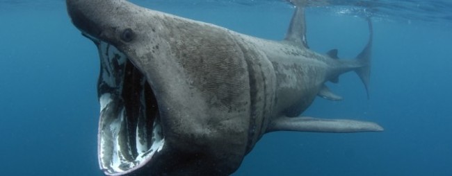 Basking shark