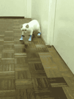 Cat Animated GIF